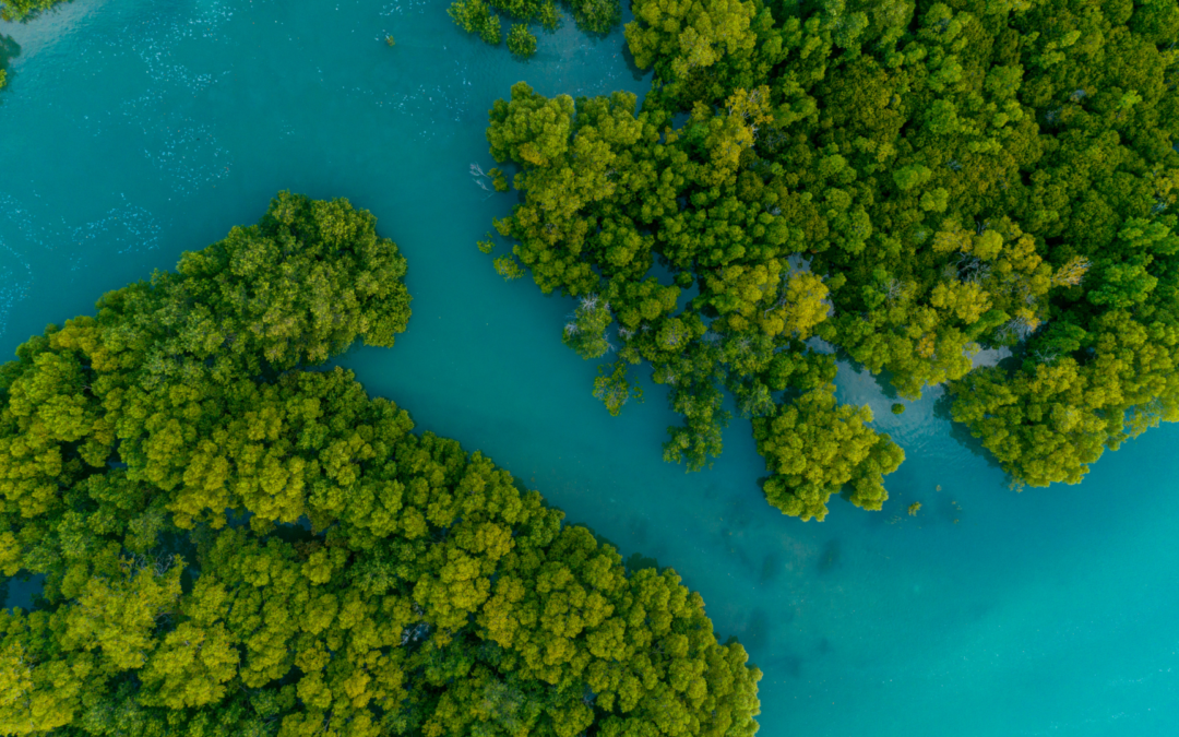 Mangrove: Kunci Blue Carbon untuk Keberlanjutan Bumi